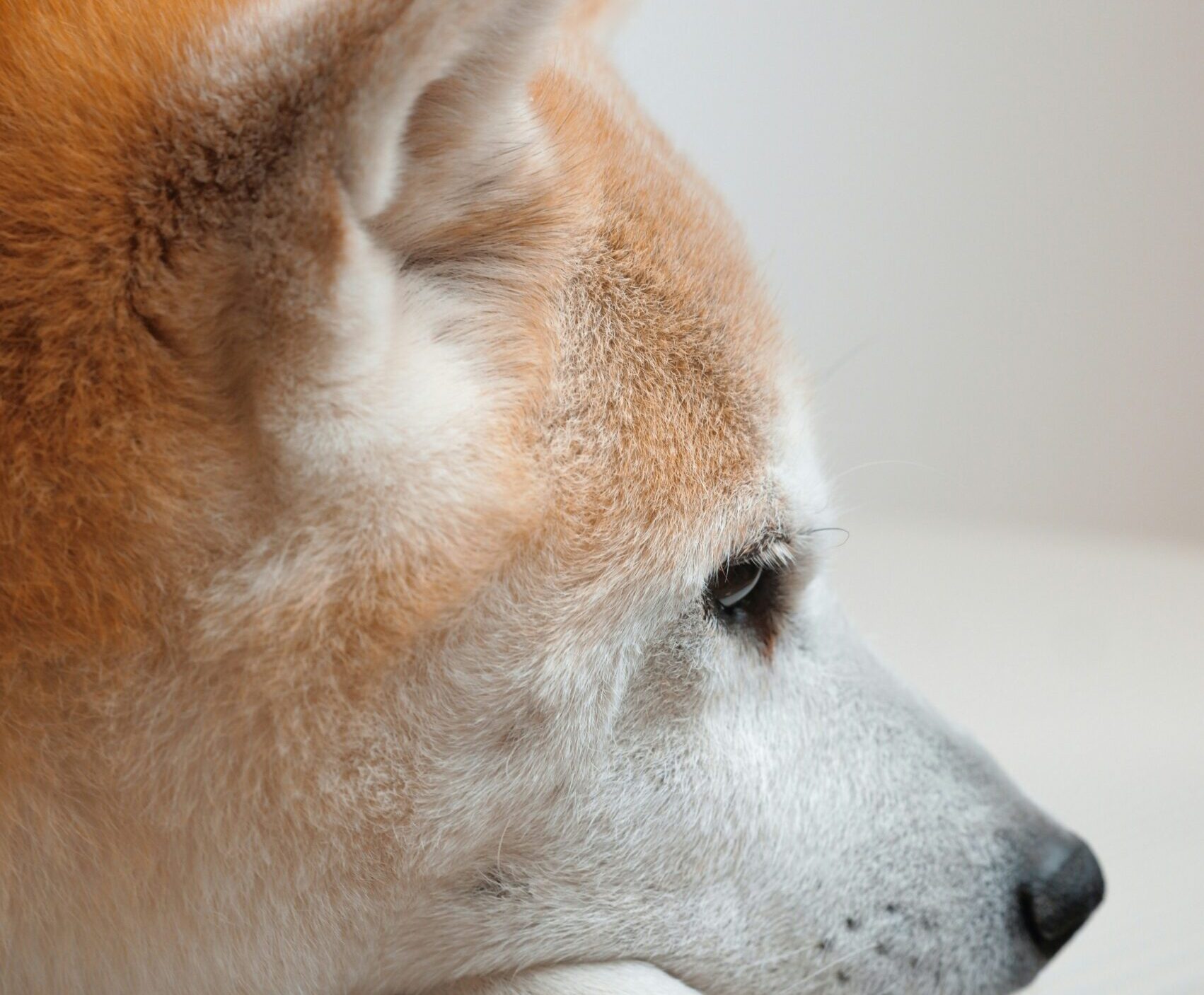 UnsplashのDynamic Wangが撮影した写真